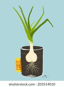 Growing Garlic with Green Leafy Top in Mug. Vegetable container gardening illustration. Layered vector EPS8