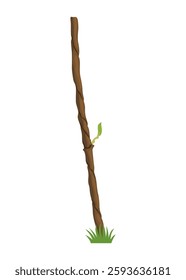 Growing Grapevine Bearing Plants and Vines