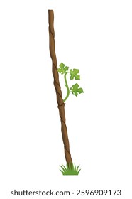 Growing Grapevine Bearing Plants and Vines