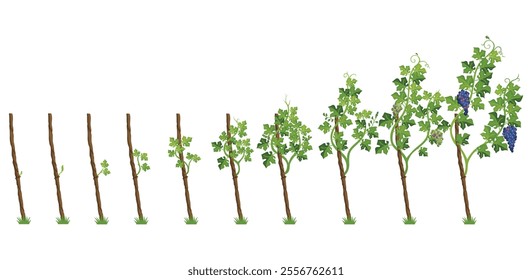 Growing Grapevines From Seedlings to Fully Developed Fruit Bearing Plants and Vines