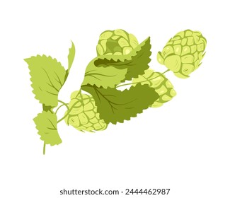 Pflanze mit grünem Hopfen. Botanischer Hopfen für die Bierproduktion Cartoon Vektorillustration