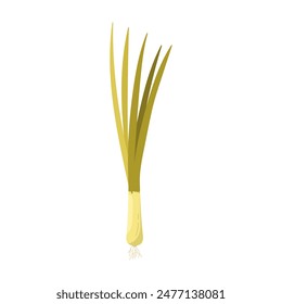 Growing green onion with roots and green shoots, cultivated botanical plant vector illustration