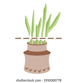 Growing greenery on the window. Bow with a cutting line. Montessori experiment with a child, like fresh leaves emerge from onions or leeks. Vector.