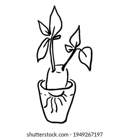 Growing greenery on the window. Tuber with sprouts. Montessori experiment with a child, as almost, a stem, leaves from a potato appear. Doodle style.