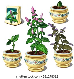 Growing at home lemon balm. Homemade potted plants. The stage of growth of plants. Vector illustration.