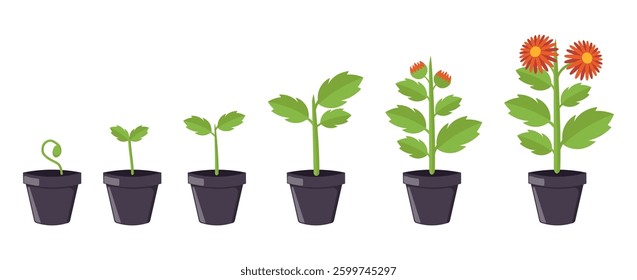 Growing houseplant collection in a flat design. Vector illustration