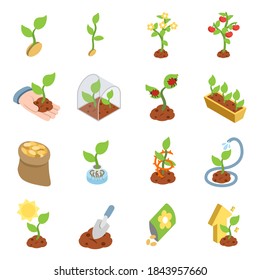 Growing, Isometric Icons Set. Growing A Plant, From A Sprout To A Fruiting Bush. Plant Care. Isolated Objects Collection.