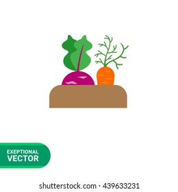 Growing kohlrabi and carrot