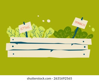 Growing lettuce and spinach in a raised wooden bed. Flat hand drawn vector ideal for gardening, sustainable food, and healthy lifestyle themes