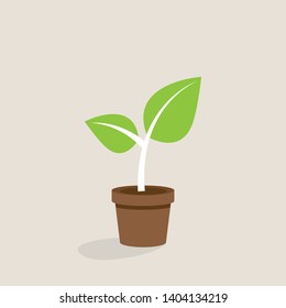 Growing Little leaf tree in little pot