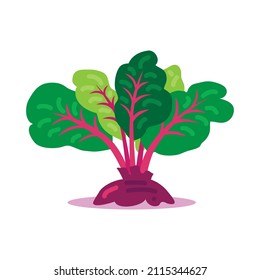 Growing mangold or swiss chard. Healthy food nutrition product. Lifestyle concept, culinary herb.  Design element for menu, farm product promotion, healthy food, culinary.