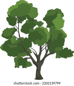 Growing maple tree. Park plant with green foliage