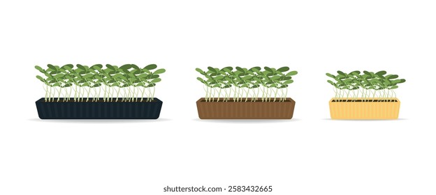 Growing micro greens from seed to plates. Growth stages of plants at home for healthy diet. Set of Microgreens Icons Isolated on White Background. Healthy Food Sprouts.  flat vector illustration