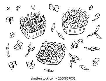 Growing microgreens set hand drawn sketch vector. Microgreen in boxes isolated, planting micro-greenery. Element for design, print, sticker, card, decor, wrap.