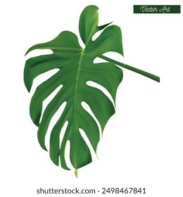 growing monstrea tropical leaf vector illustration