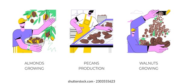 Growing nuts isolated cartoon vector illustrations set. Farmer picking almonds from the tree, pecans production, walnut farm, processing-manufacturing sector in agriculture vector cartoon.