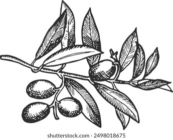 Growing olives engraving. Tree branch with fresh berries