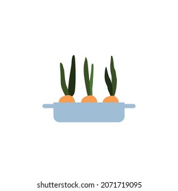 Growing onion in long pot with ground. Green leaf and bulb, fresh organic plant food. Flat cartoon vector illustration isolated on a white background.