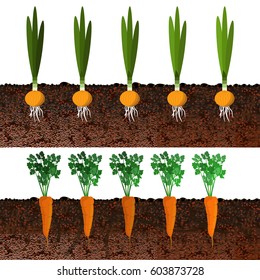 Growing onions and carrots in beds. Vector illustration