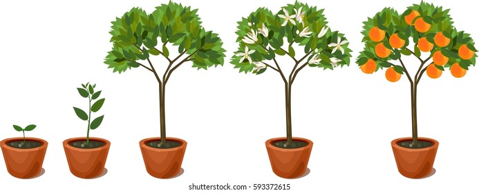 Growing orange tree. Life cycle plant