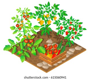 Growing peppers and tomatoes. 3D isometric view. Vector illustration.