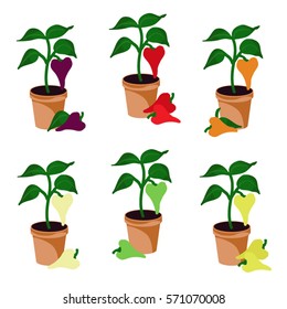 Growing peppers - vector illustration