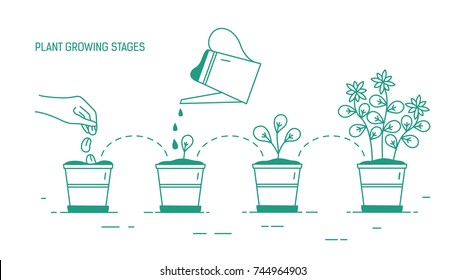 Growing phases of potted plant - seeding, germination, watering of seedlings, blooming. Life cycle of houseplant drawn with green contour lines on white background. Monochrome vector illustration.