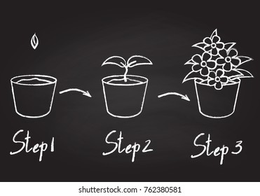 Growing phases of potted plant - seeding, germination, blooming. Life cycle of houseplant drawn with contour lines on chalkboard background. Monochrome vector illustration.