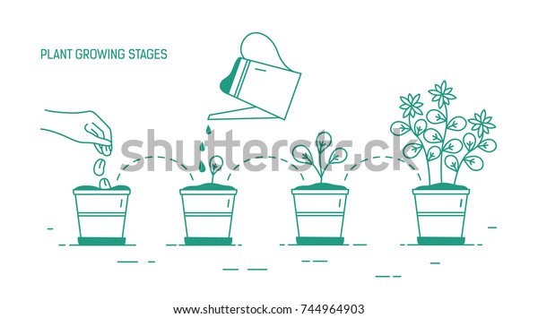 Growing phases of potted plant - seeding,\
germination, watering of seedlings, blooming. Life cycle of\
houseplant drawn with green contour lines on white background.\
Monochrome vector\
illustration.