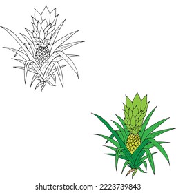 Growing Pineapple has a Sweet and Slightly Sour taste