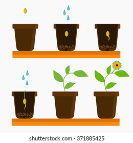 Plant Flower Growth Stages Illustration Stock Vector (Royalty Free ...