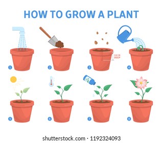 Growing a plant in the pot guide. How to grow a flower step-by-step instruction. Sprout growth process. Gardening recommendation. Isolated flat vector illustration