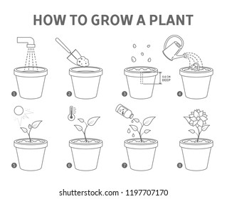 Growing a plant in the pot guide. How to grow a flower step-by-step instruction. Sprout growth process. Gardening recommendation. From seed to flower. Isolated flat line vector illustration