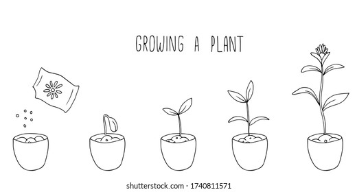 a growing plant in a pot process. Hand drawn vector illustration.