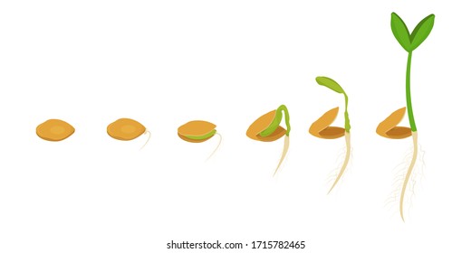 Growing plant from seed to stem. Six stages of process. Isolated on white background stock vector illustration. Agriculture, gardening, evolution concept.