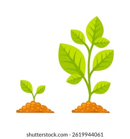 Growing plant showing growth progress from small sprout to large plant