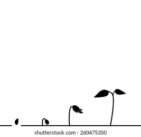 Growing plant in soil