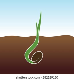 Growing Plant. Sprout grows. 