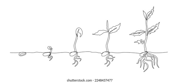 Pflanze wachsen. Sprout-Wachstumsprozess. Schrittfolge der keimenden Samen für Samen. Eine-Linien-Illustrationskunst, Vektorgrafik-Evolution, fortlaufende Linienzeichnung