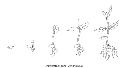 Growing plant. Sprout growth process. Steps sequence of germinating seeds for seedlings. line art, Vector  illustration evolution, Continuous line drawing