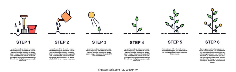 Growing plant stages concept. Seeds, watering step, sprout and flower, grown plant. House or outdor plant. Care for fruit bushes and flowers. Flat line art infographic isolated on white background