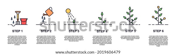 Growing plant stages concept. Seeds, watering\
step, sprout and flower, grown plant. House or outdor plant. Care\
for fruit bushes and flowers. Flat line art infographic isolated on\
white background