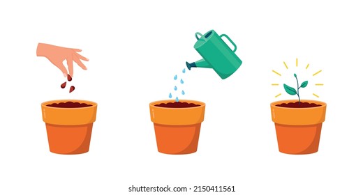 Growing plant stages. Hand with seeds, watering can with watering and grown plant. Plant in flower pot. Vector illustration of plant with leaves in pot. Growing process.