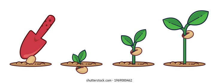 Growing plant stages. Seeds sprout and flower. Grown plant. Flat cartoon illustration of plant with leaves. Grow process. Agriculture.