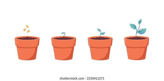 Growing plant stages. Seeds, sprout and grown plant. House plant in flower pot. Vector illustration of plant with leaves in pot. Growing process.