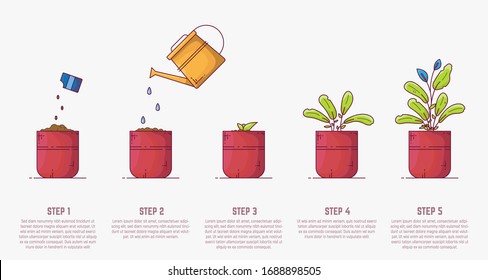 Growing plant stages. Seeds, watering can, sprout and grown plant. House plant in flowerpot. Line style flat illustration of house plant with leaves in pot. Thin lines. Growing process.