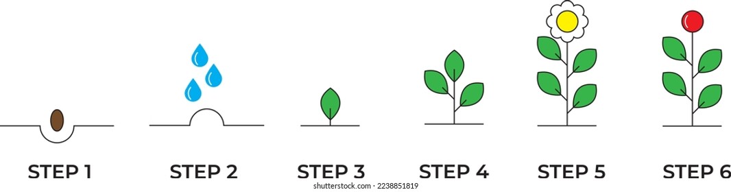 Growing plant stages. Seeds, watering step, sprout and flower, grown plant. House or outdor plant. Line style flat illustration of plant with leaves, flowers and fruit. Thin lines. Grow process