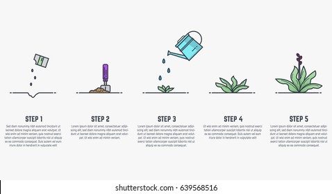 Growing plant stages. Seeds, watering can, sprout and grown plant. House plant in flowerpot. Line style flat illustration of house plant with leaves in pot. Thin lines. Grow process.