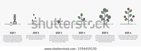 Growing plant stages. Seeds, watering step,\
sprout and flower, grown plant. House or outdor plant. Line style\
flat illustration of plant with leaves, flowers and fruit. Thin\
lines. Grow process.