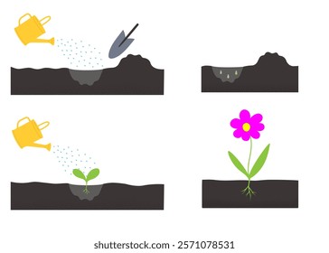 Growing plant stages: soil preparation, seed planting, watering, sprout germination, plant care